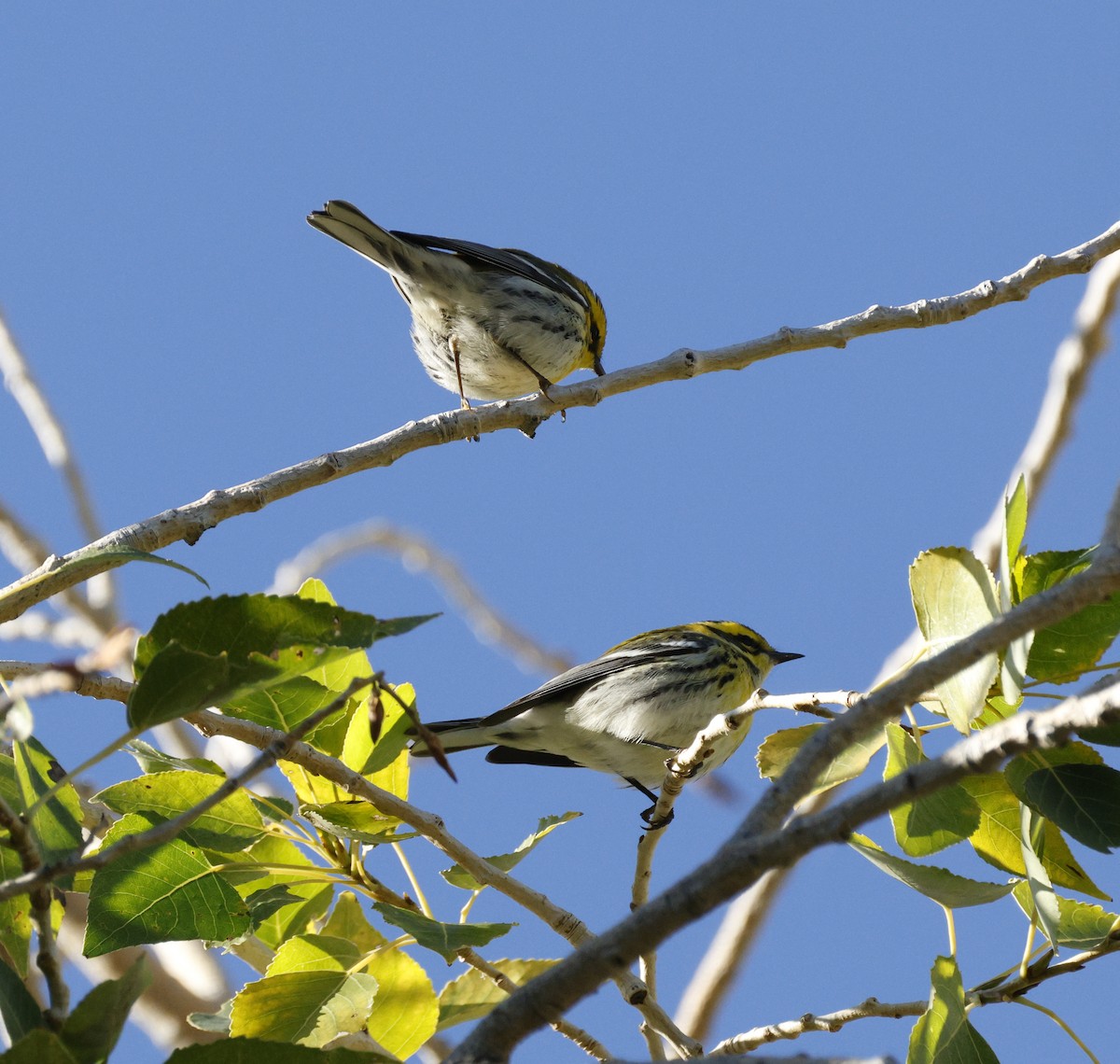 Townsend's Warbler - ML643655348