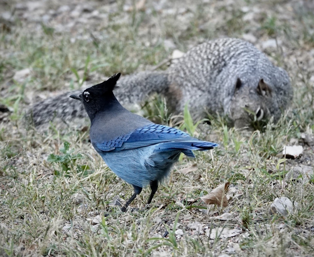 Steller's Jay (Southwest Interior) - ML643655355