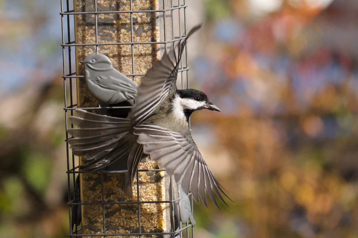 Black-capped Chickadee - ML643655369
