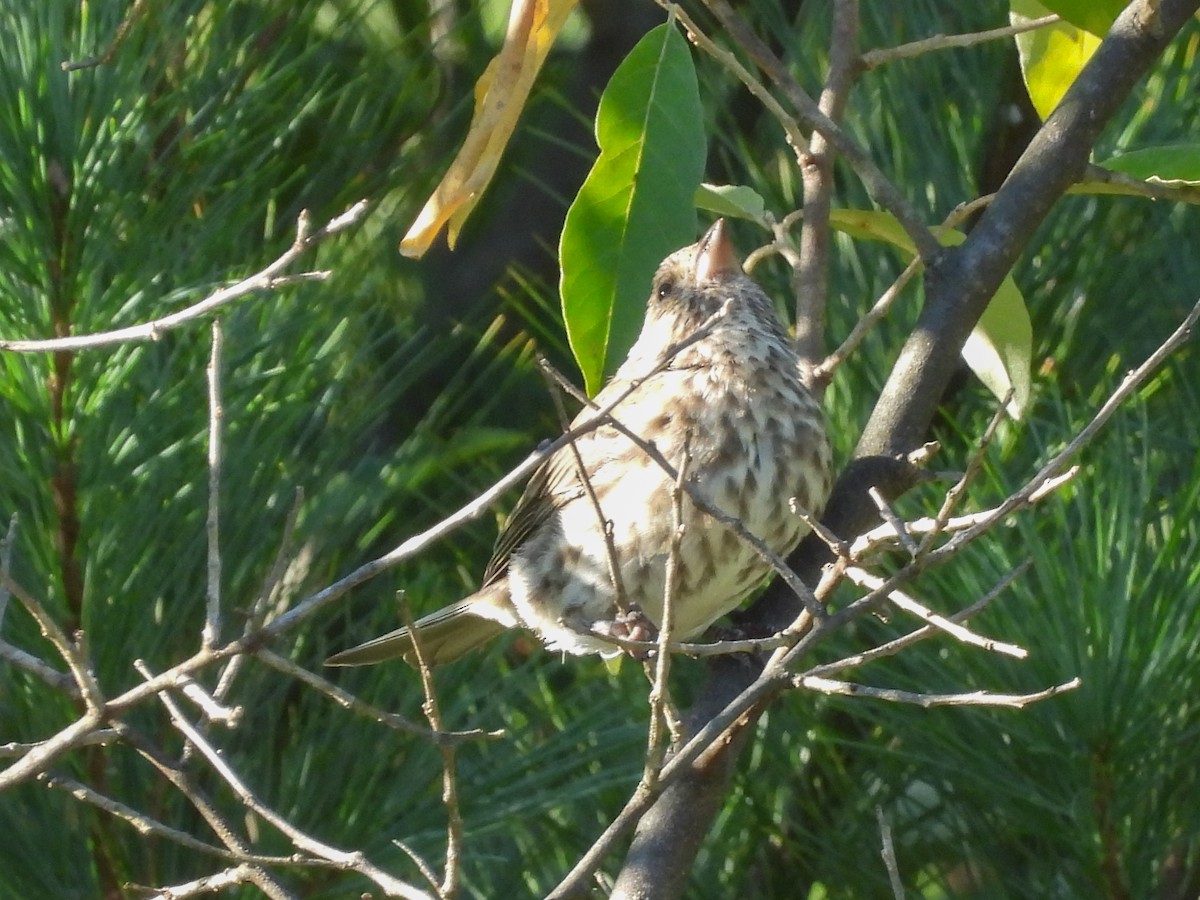 Purple Finch - ML643655384