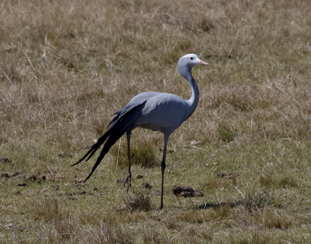 Blue Crane - ML643655389