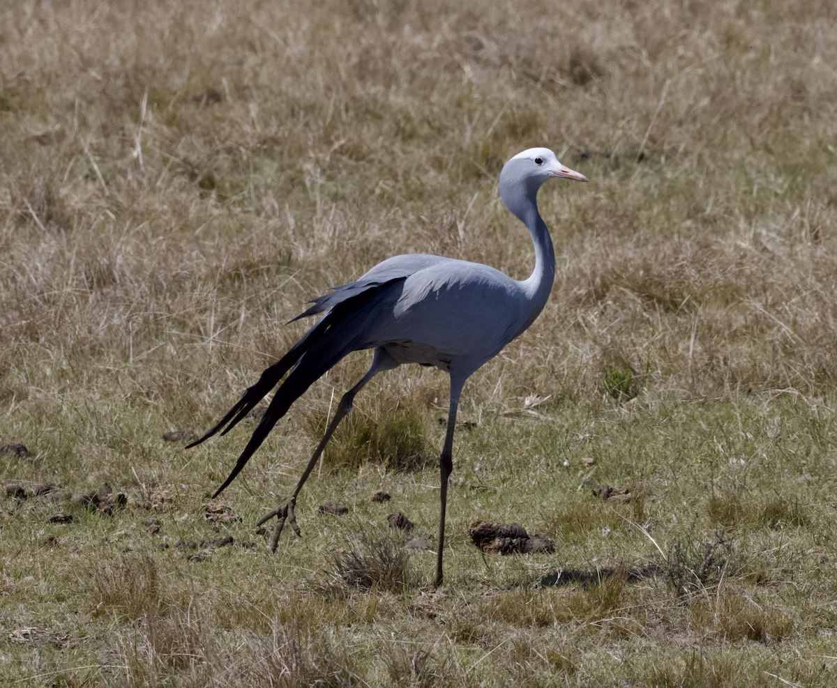 Blue Crane - ML643655391