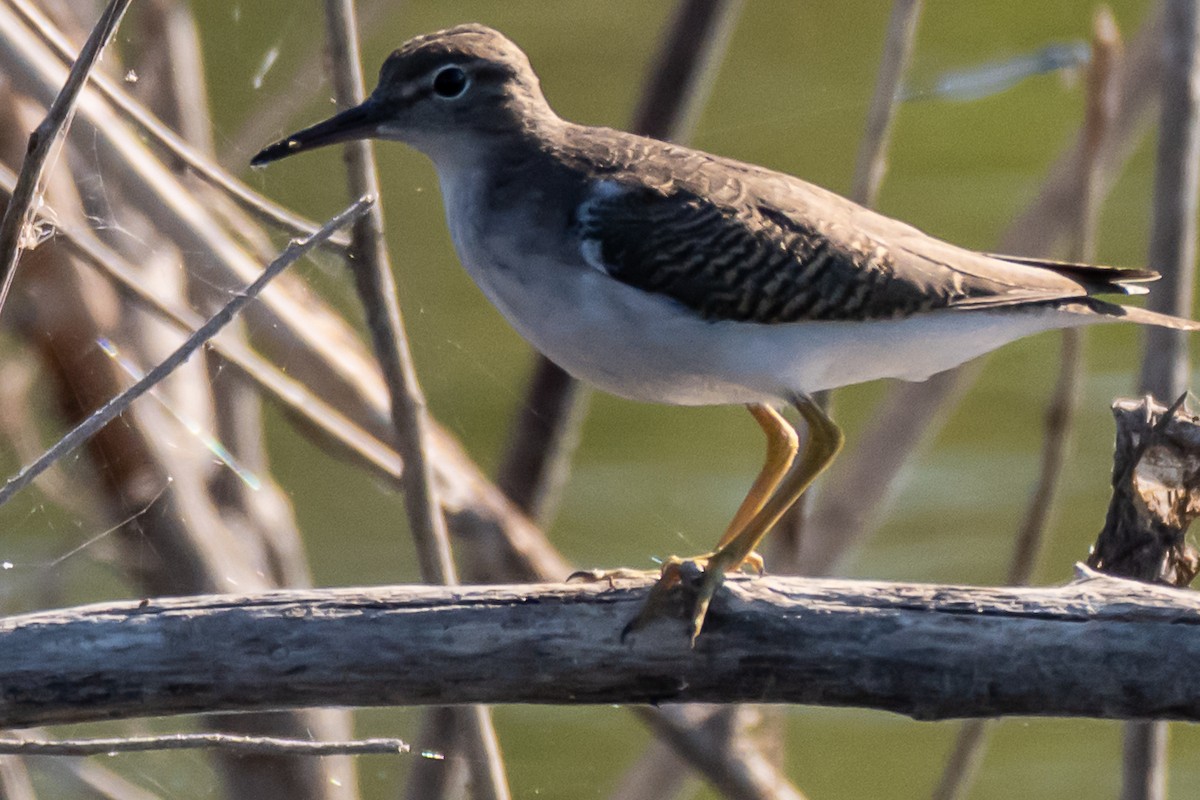 Spotted Sandpiper - ML643655396