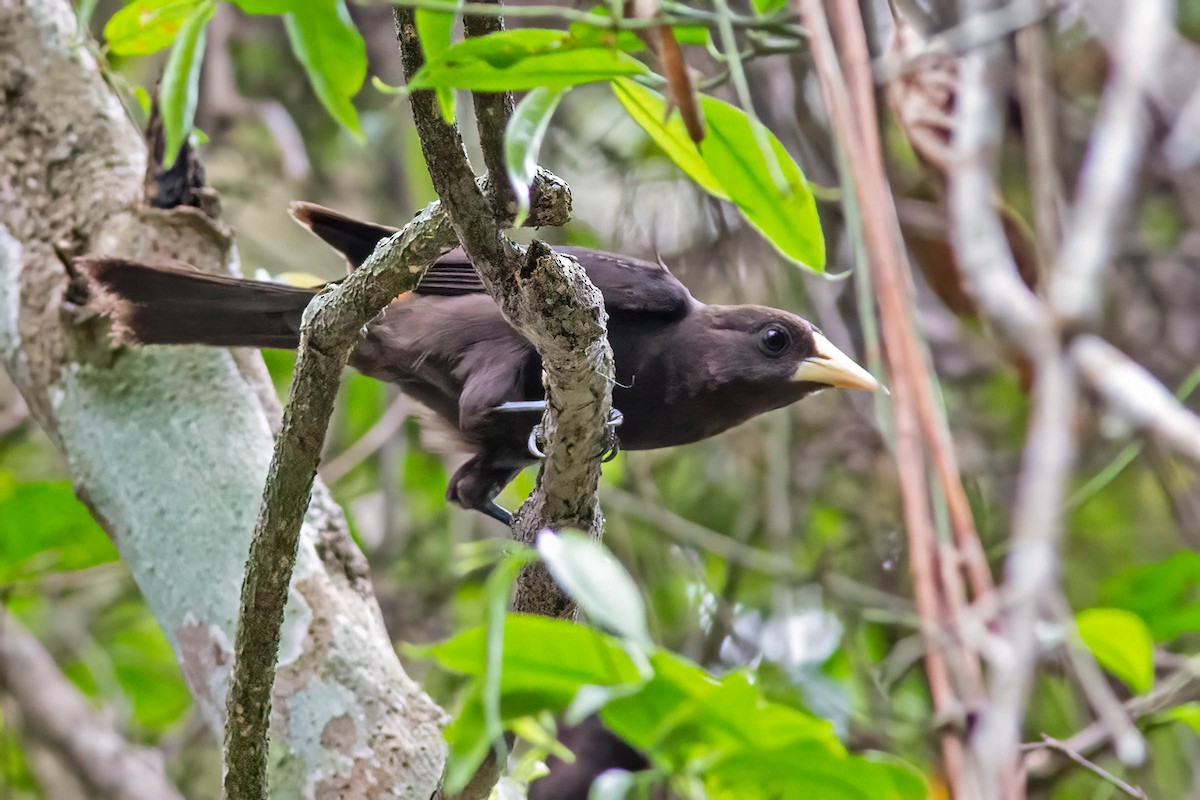 Red-rumped Cacique - ML643655401