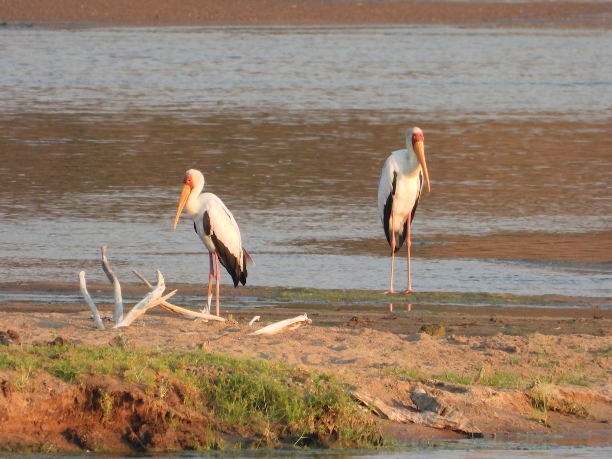 Yellow-billed Stork - ML643655413