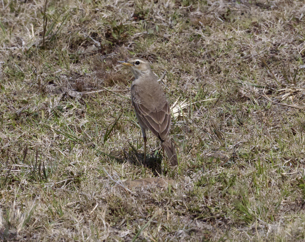 Braunrückenpieper - ML643655437
