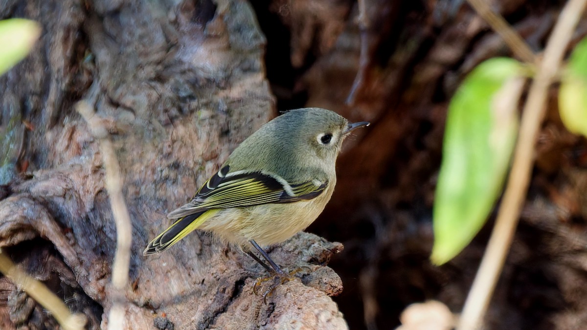 Ruby-crowned Kinglet - ML643655442
