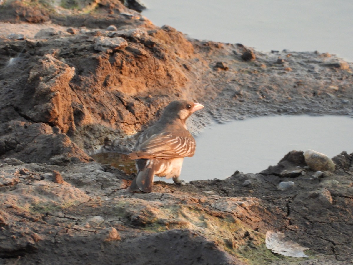 Grand Indicateur - ML643655443