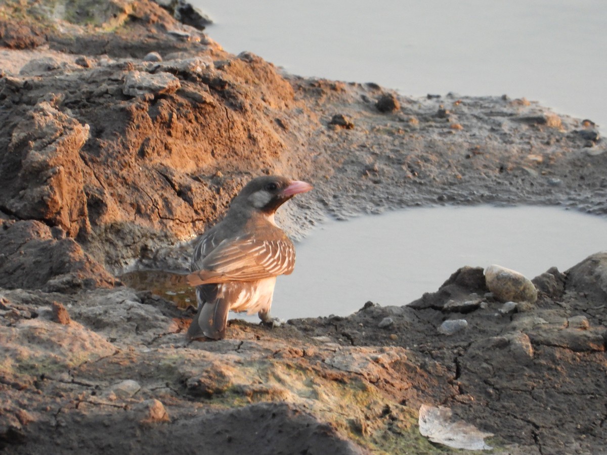 Grand Indicateur - ML643655444