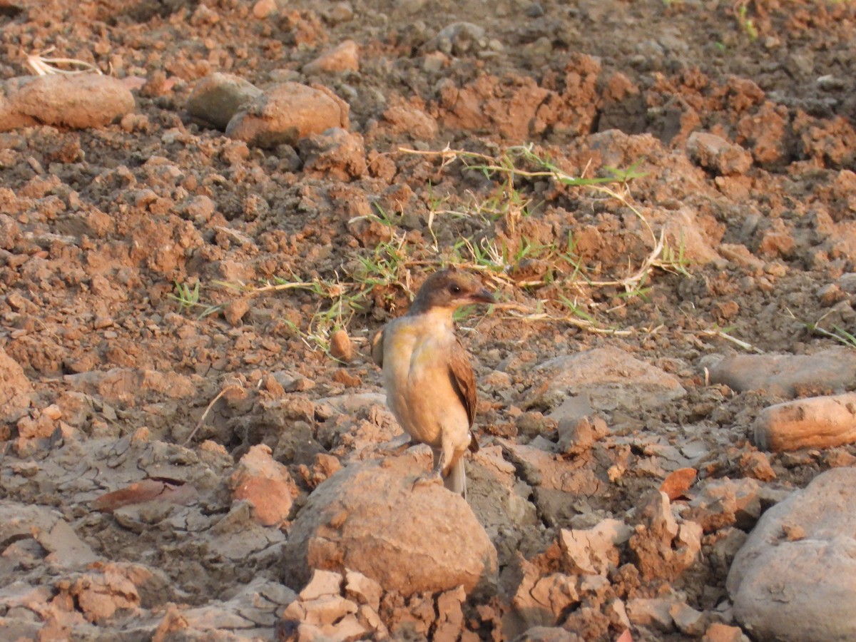 Grand Indicateur - ML643655445