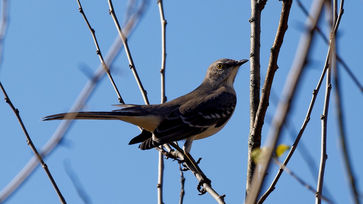 Northern Mockingbird - ML643655480