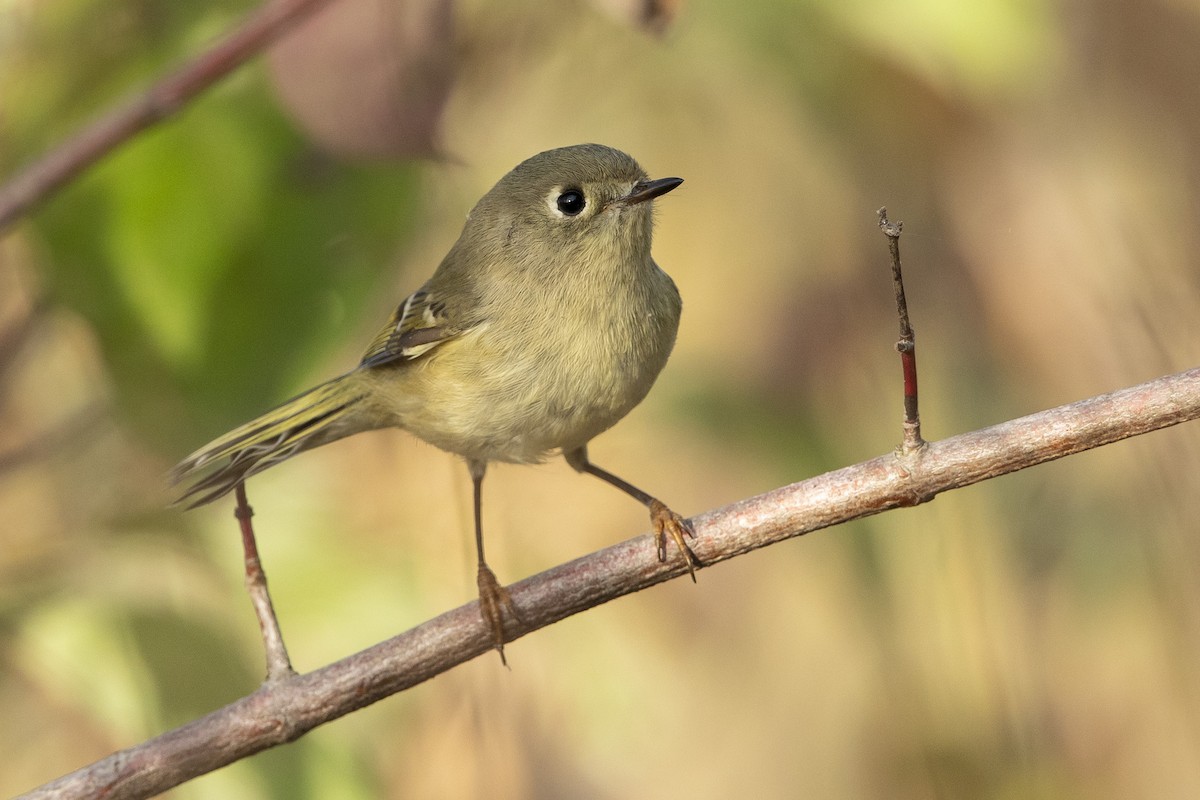 Ruby-crowned Kinglet - ML643655485