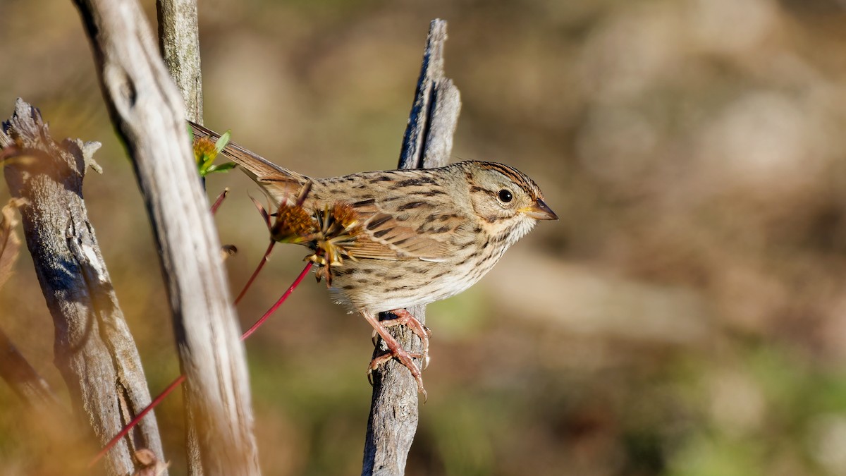 Lincoln's Sparrow - ML643655494
