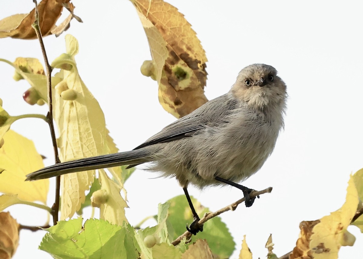 Bushtit - ML643655495