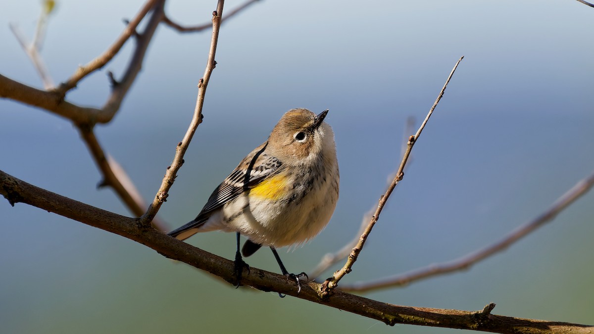 Yellow-rumped Warbler - ML643655496