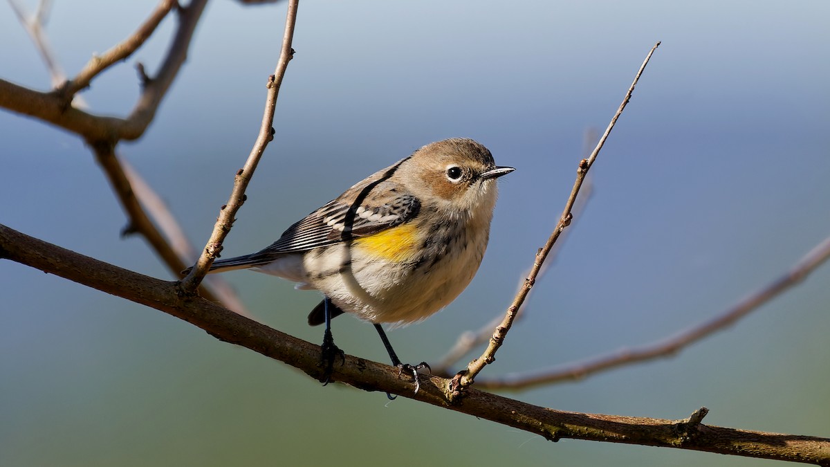 Yellow-rumped Warbler - ML643655500