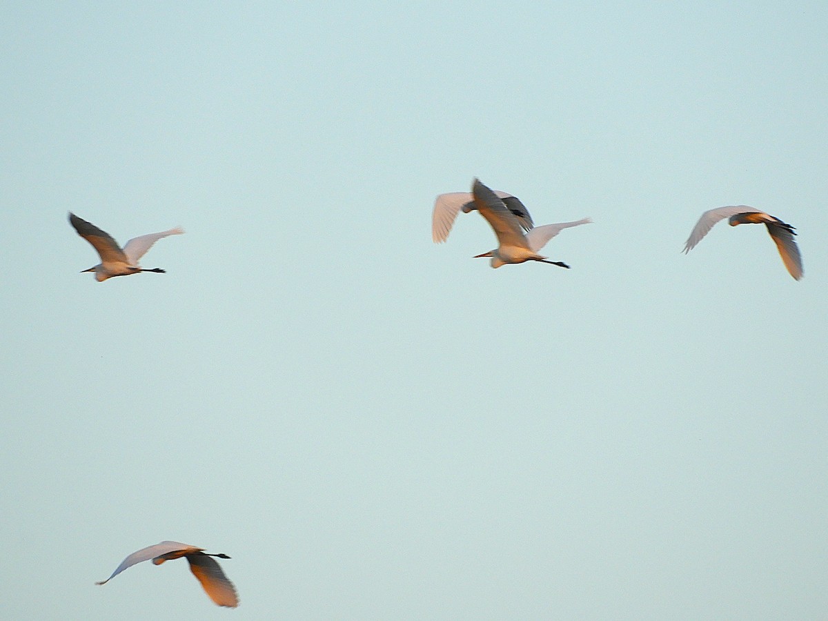 volavka bílá - ML643655502