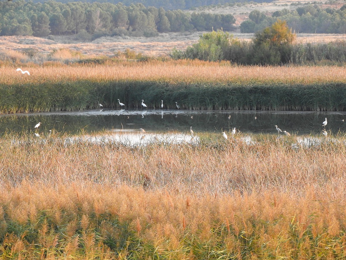 volavka bílá - ML643655503