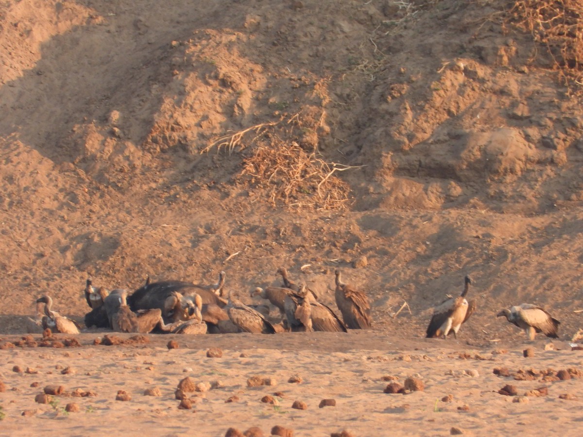 White-backed Vulture - ML643655506
