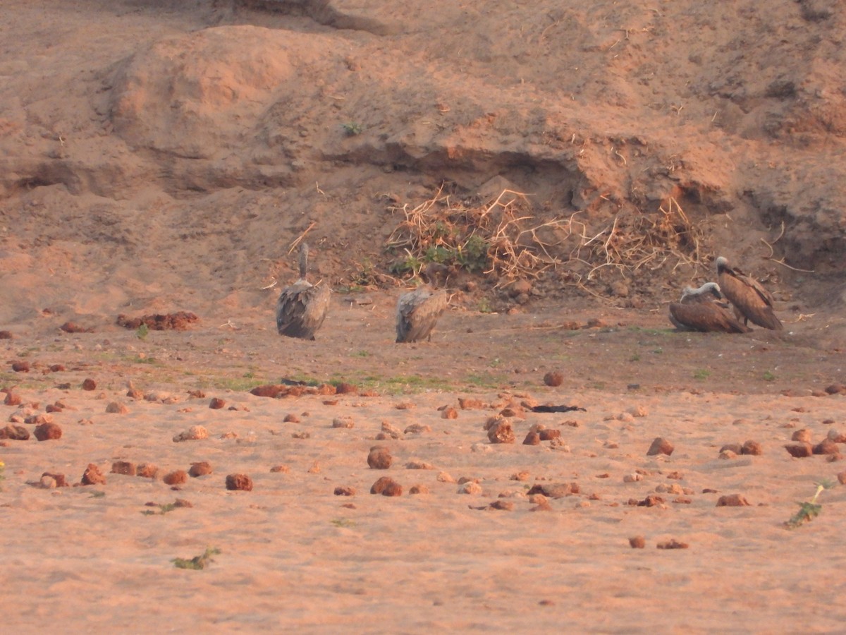 White-backed Vulture - ML643655507
