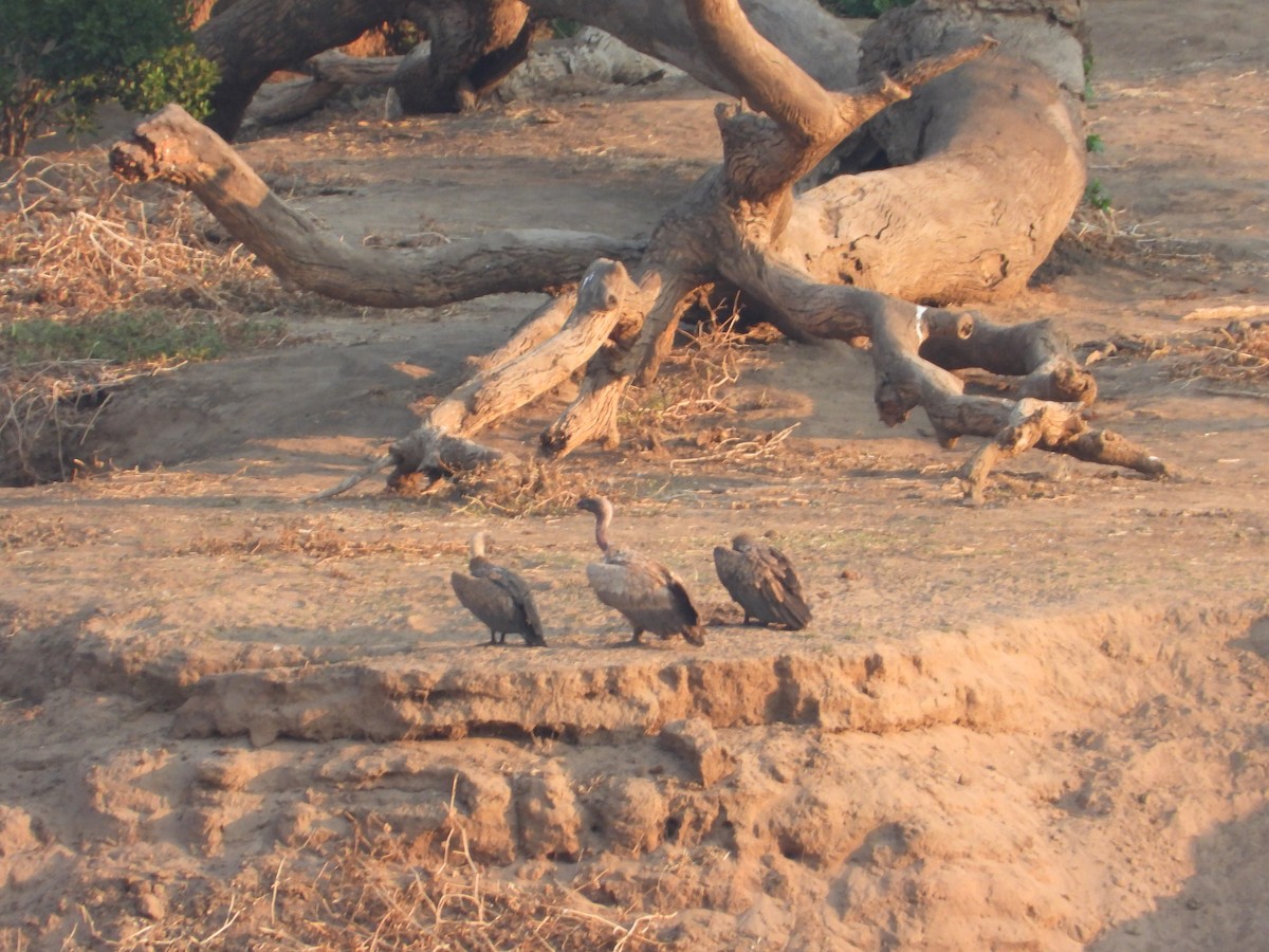 White-backed Vulture - ML643655508