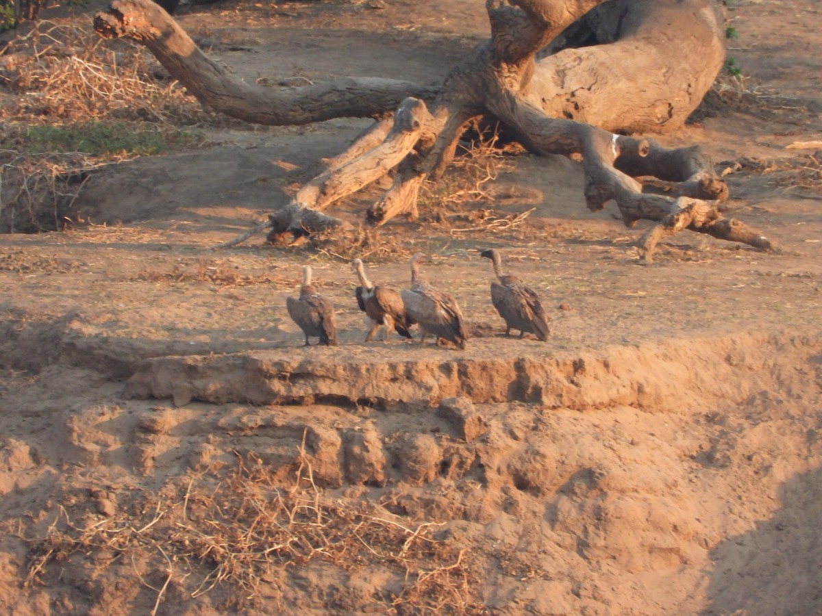 White-backed Vulture - ML643655509