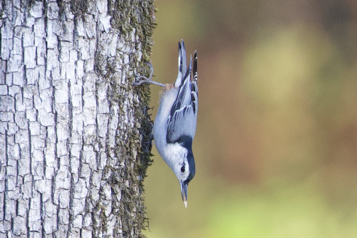 White-breasted Nuthatch - ML643655527