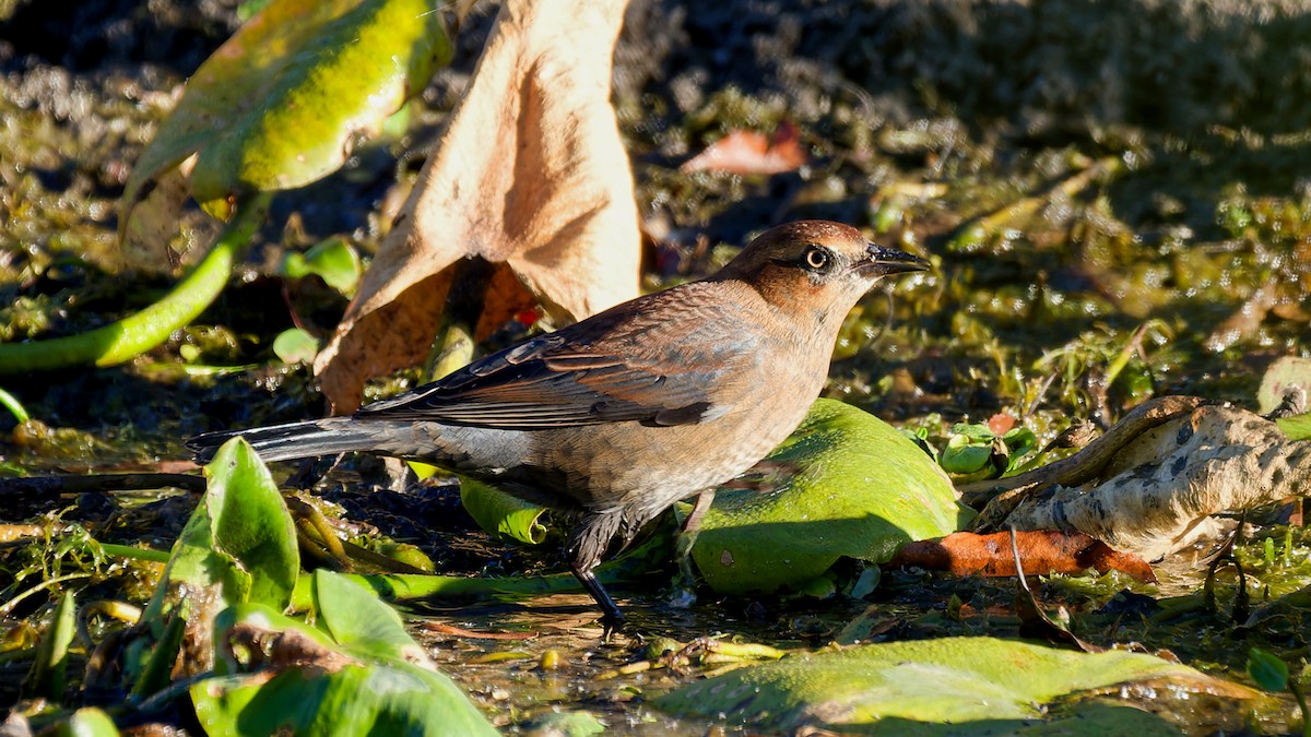 Rusty Blackbird - ML643655529