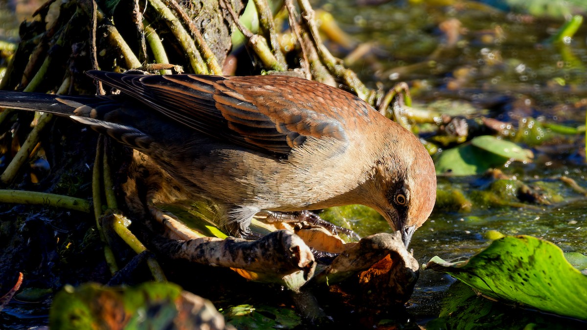 Rusty Blackbird - ML643655530
