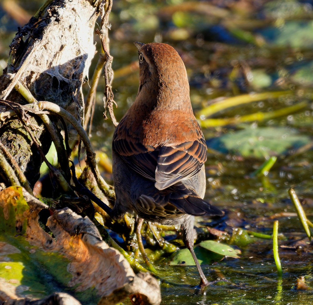 Rusty Blackbird - ML643655531