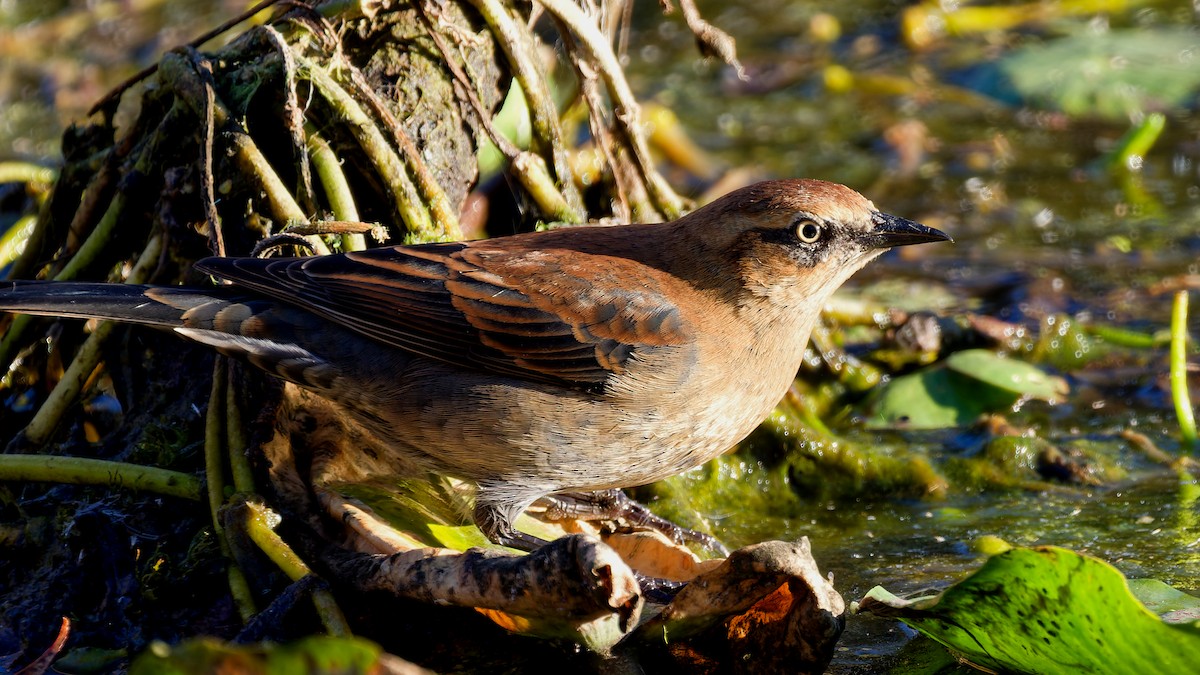 Rusty Blackbird - ML643655532