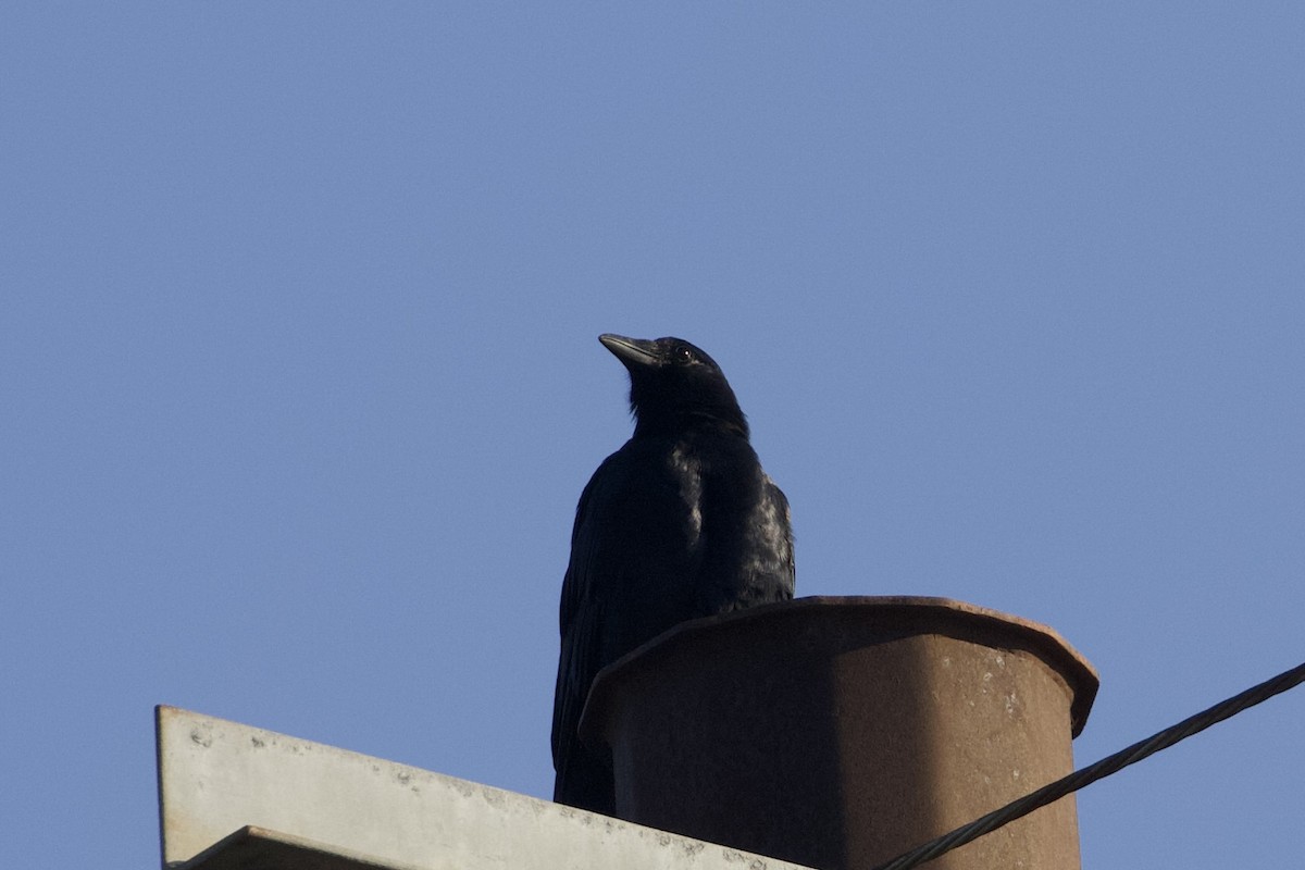 Fish Crow - ML643655537