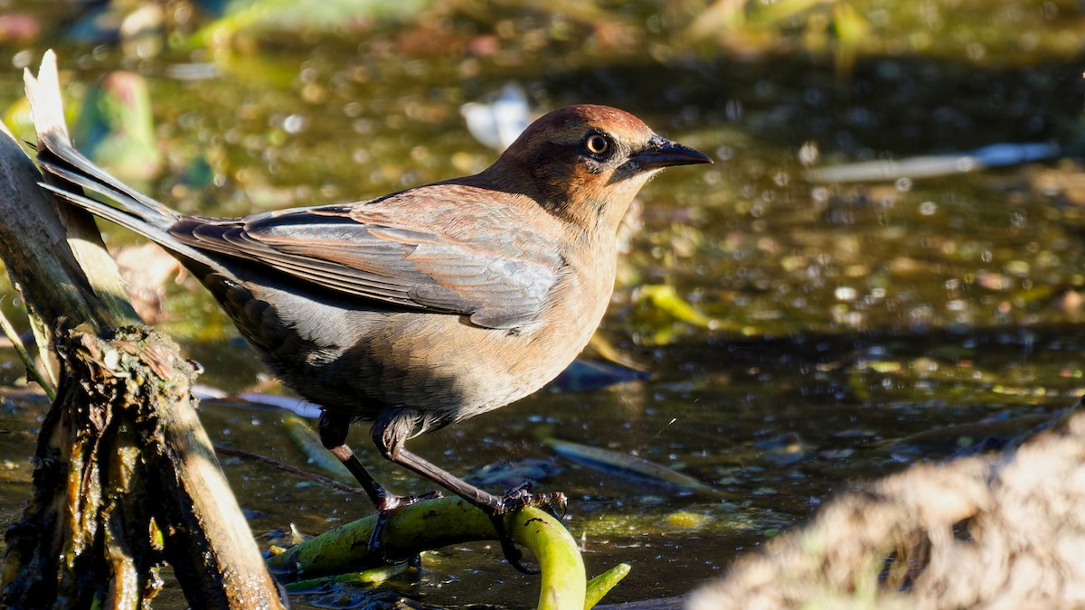Rusty Blackbird - ML643655545