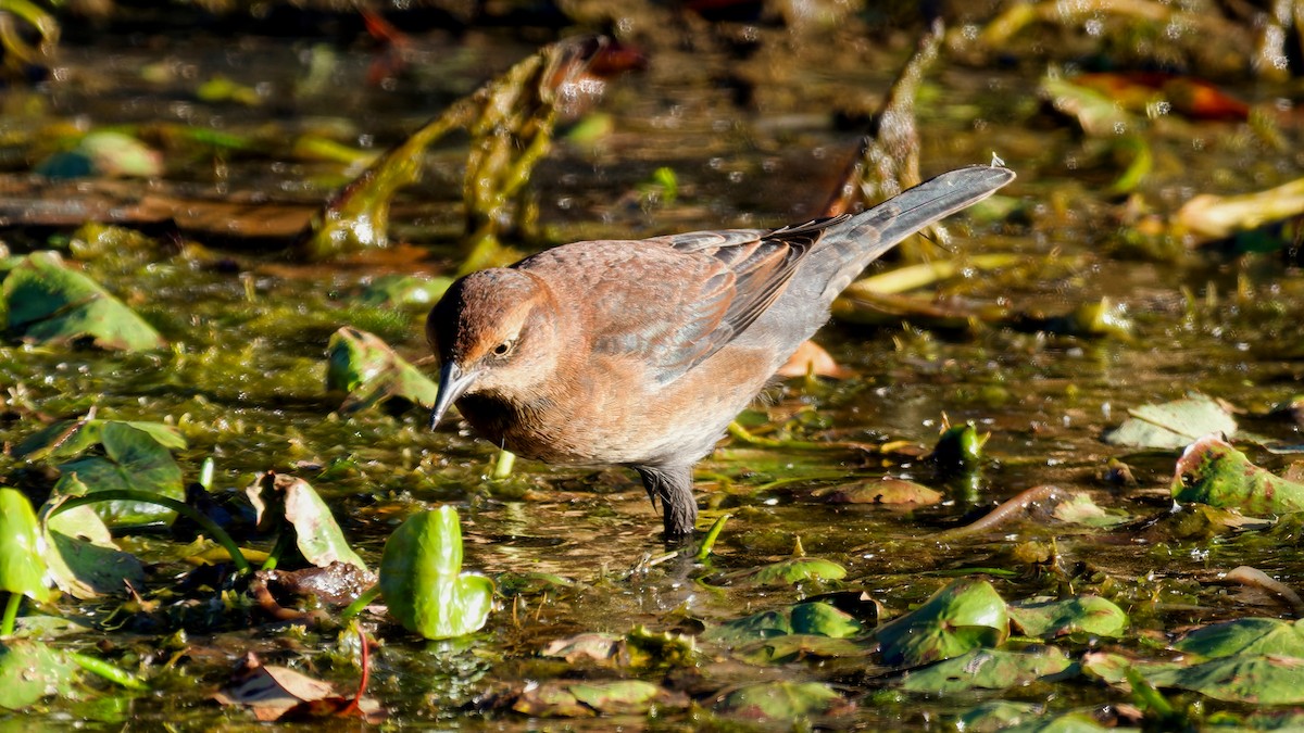 Rusty Blackbird - ML643655568