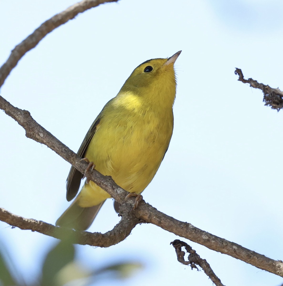 Wilson's Warbler - ML643655572