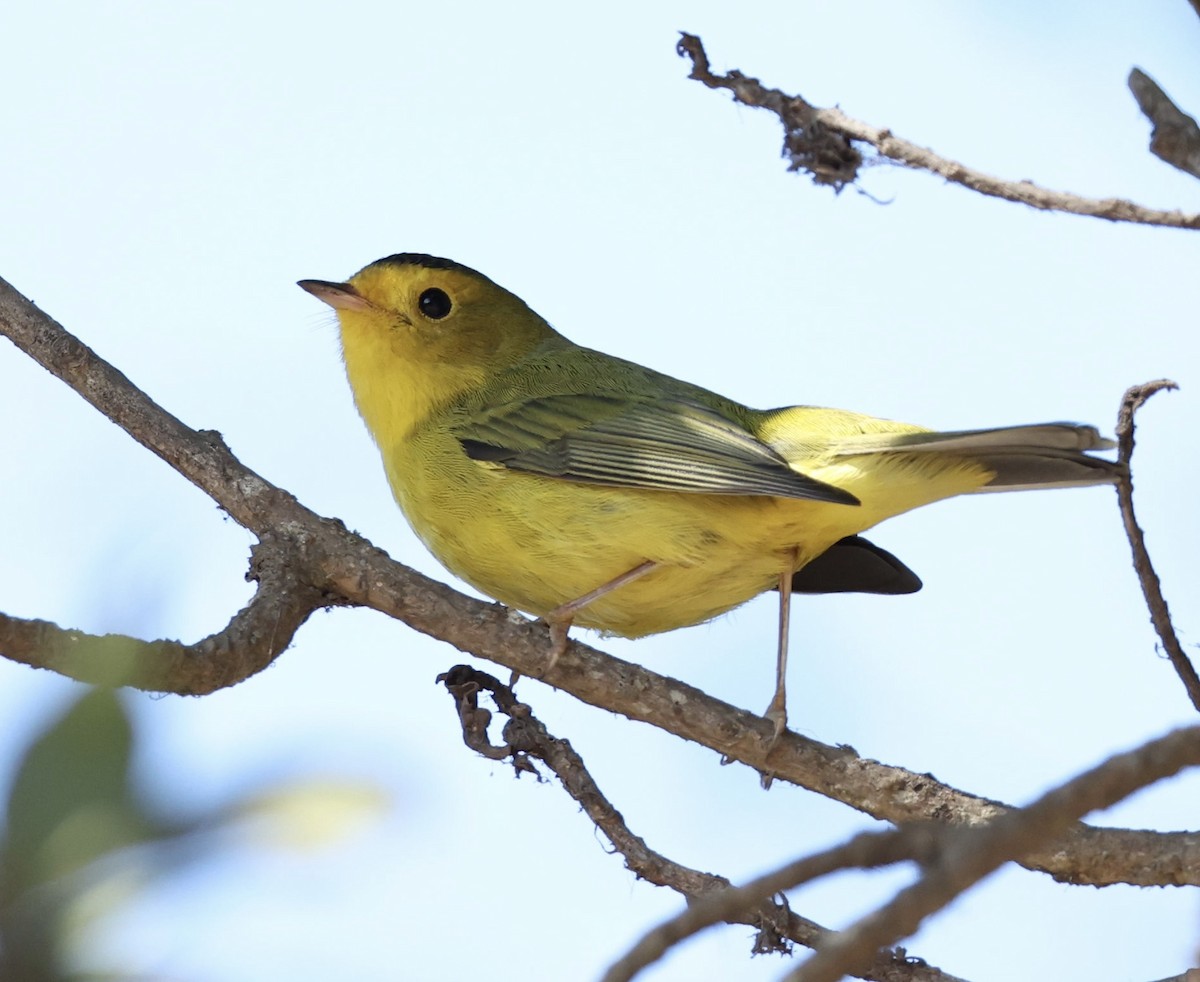 Wilson's Warbler - ML643655573