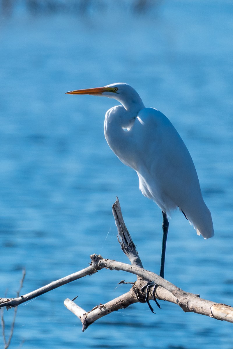 Great Egret - ML643655590