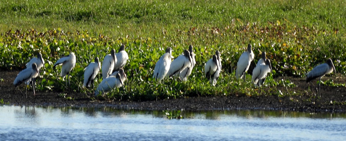 Wood Stork - ML643655593
