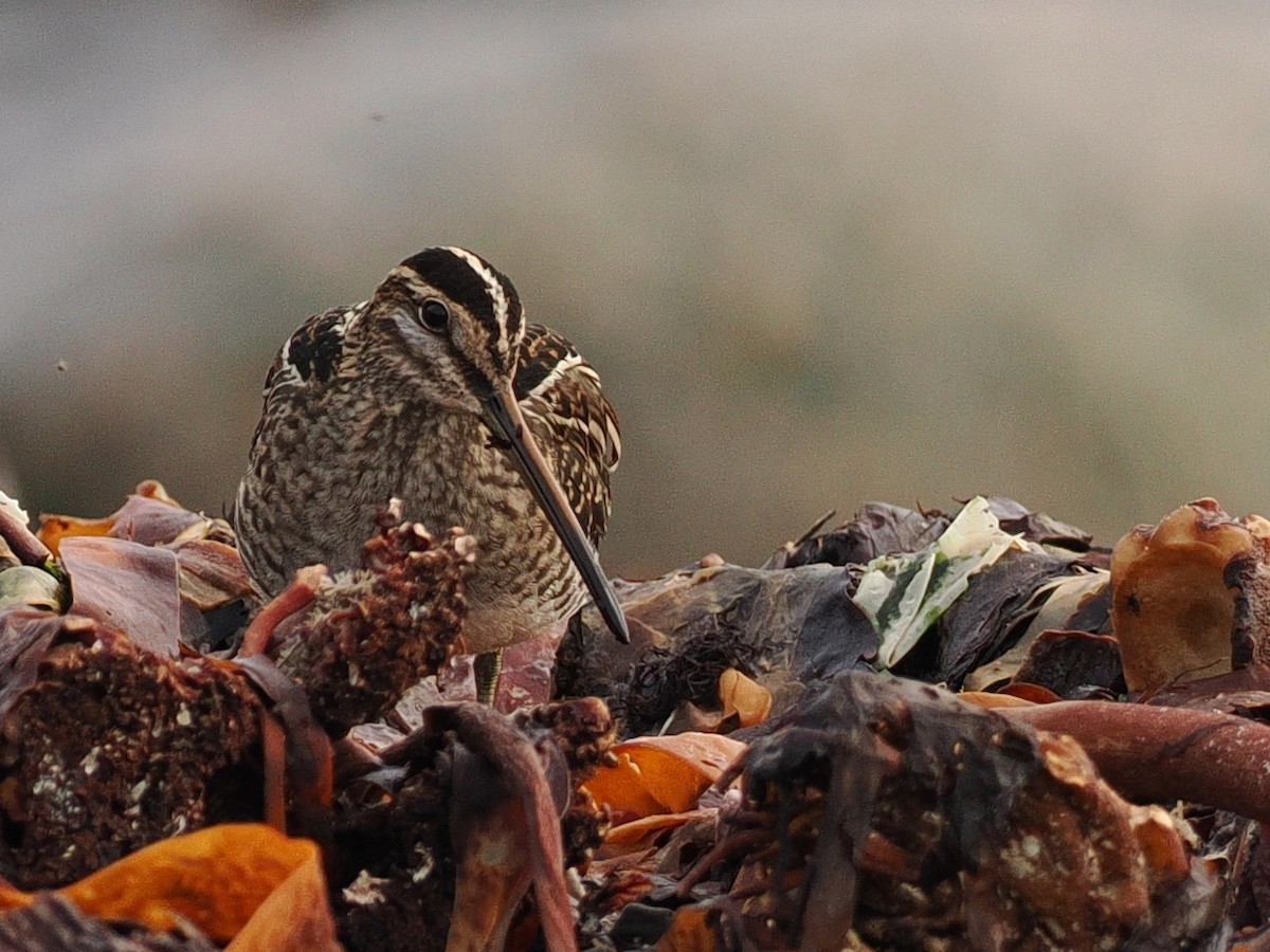 Common Snipe - ML643655597