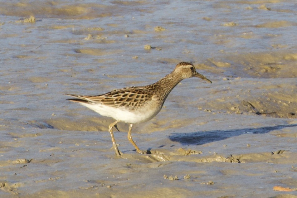 Pectoral Sandpiper - ML643655599