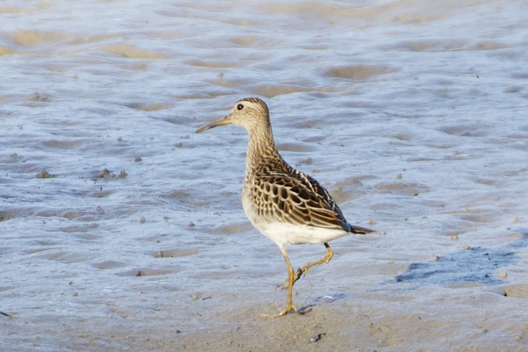 Pectoral Sandpiper - ML643655600