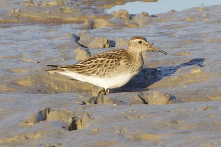 Pectoral Sandpiper - ML643655601