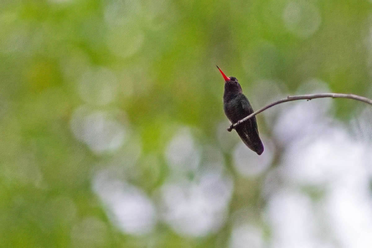 hvithakekolibri - ML643655619