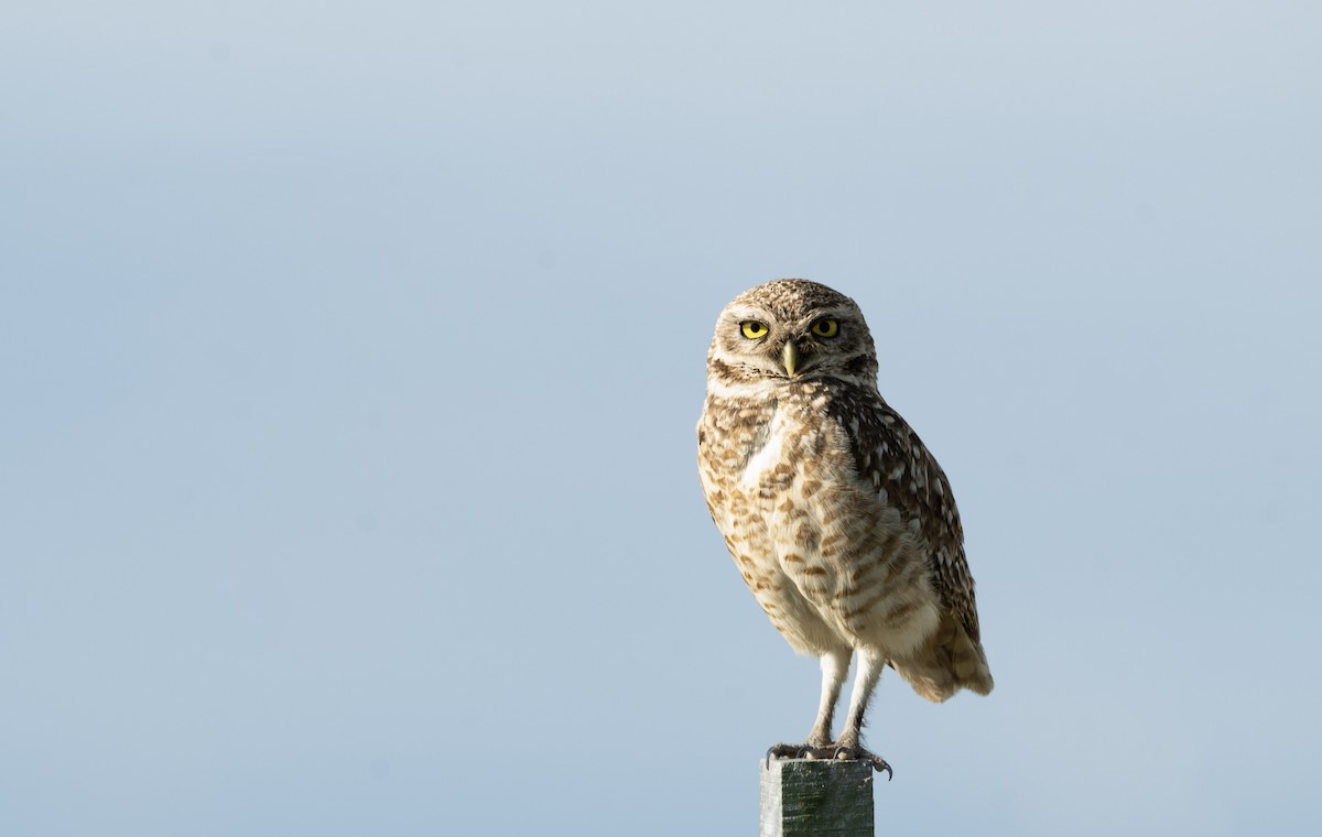 Burrowing Owl - ML643655637