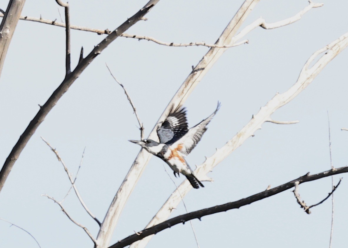 Belted Kingfisher - ML643655638