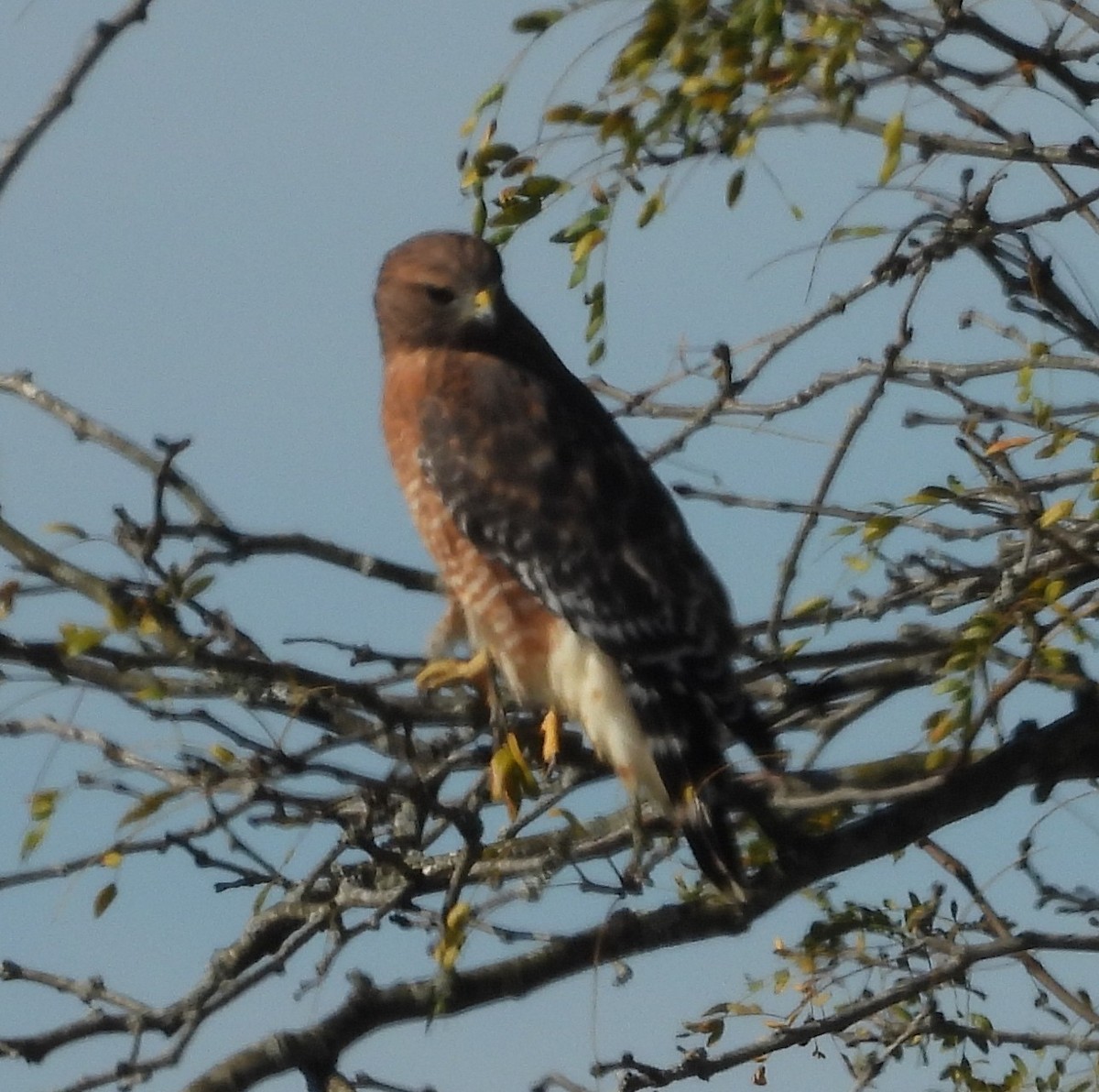 Red-shouldered Hawk - ML643655659