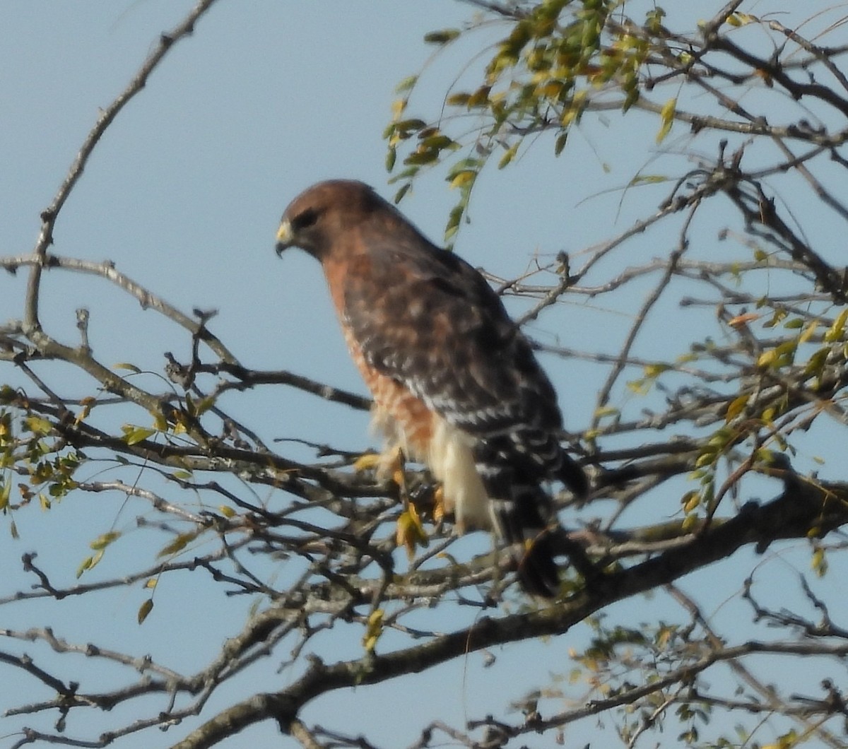 Red-shouldered Hawk - ML643655660