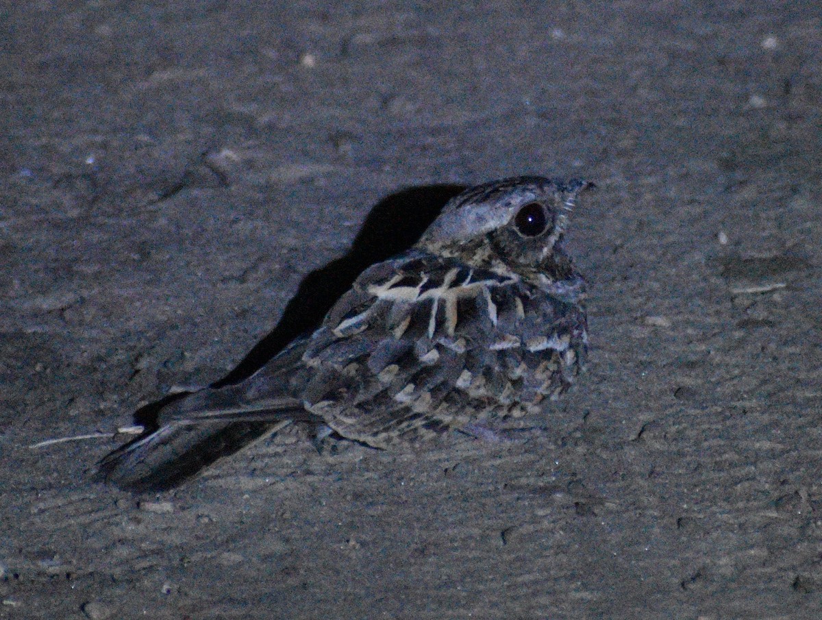 Hint Çobanaldatanı - ML643655671