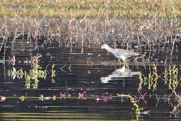 Lesser Yellowlegs - ML643655685