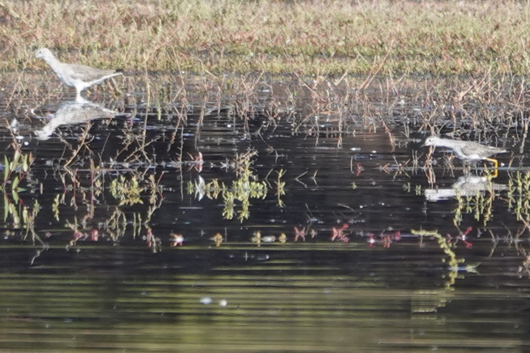 Lesser Yellowlegs - ML643655691